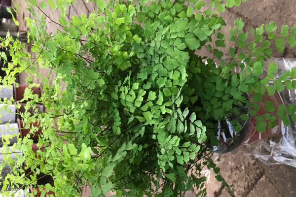室內(nèi)最好養(yǎng)的盆景排名,室內(nèi)養(yǎng)什么盆景最好