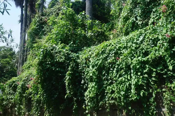 20種常見攀藤植物,攀藤的花有什么花