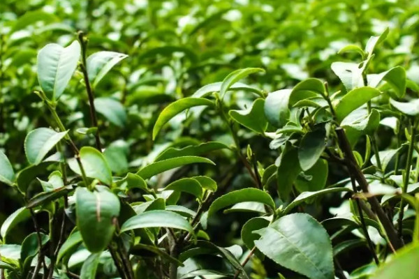 漢中仙毫是啥茶,漢中仙毫是什么茶葉