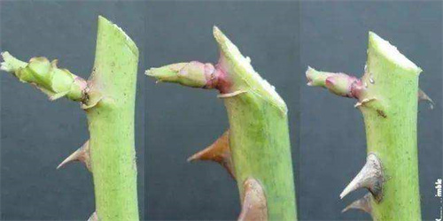 花怎么醒？6個技巧教你正確醒花