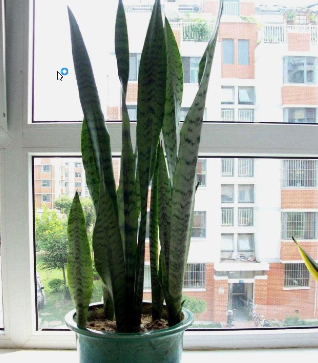 虎皮蘭怎么養才長得好