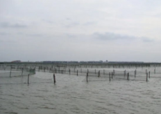 <strong>2022泗洪地區(qū)高溫期河蟹養(yǎng)殖生產(chǎn)管理建議</strong>