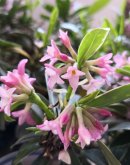 <b>瑞香花開了 幾個小技巧 開花更持久 滿室生香</b>