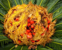 <b>鐵樹花的功效與作用以及鐵樹花的食用方法</b>