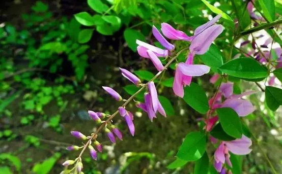 花木蘭?花木藍?有什么區別
