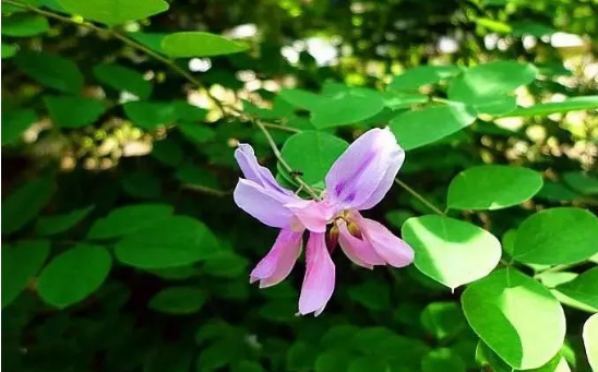 花木蘭?花木藍?有什么區別