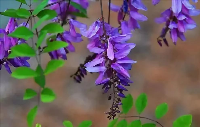 花木蘭?花木藍?有什么區別