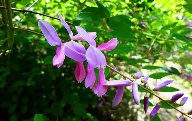 花木蘭?花木藍?有什么區別