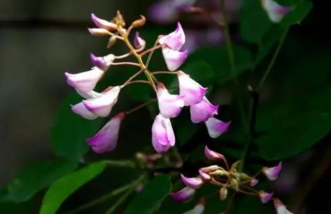 花木蘭?花木藍?有什么區別