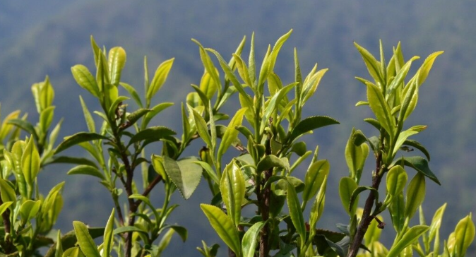 素心蘭巖茶是什么品種?