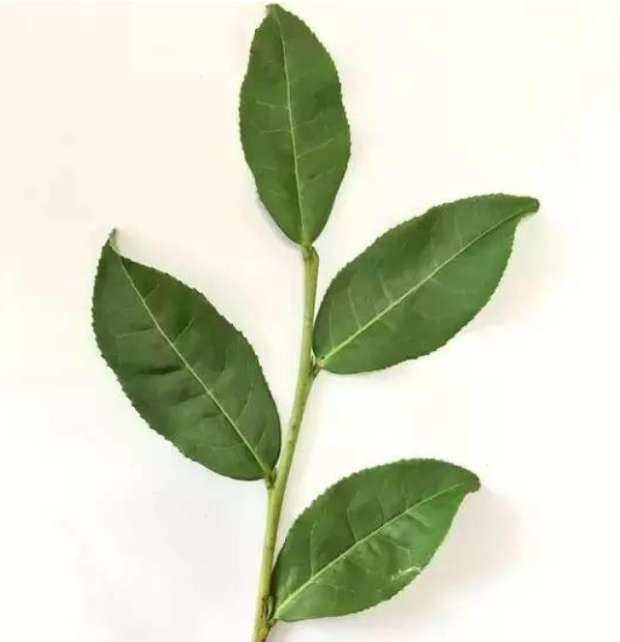 素心蘭巖茶是什么品種?