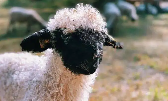 瓦萊黑鼻羊如何當寵物飼養?