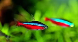 <strong>紅綠燈魚是什么魚？怎么飼養(yǎng)</strong>