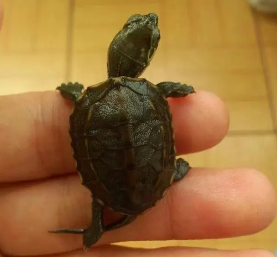 小烏龜不吃飯怎么辦?如何解決?
