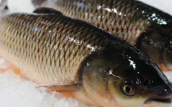 <strong>鯉魚和草魚的區(qū)別是什么</strong>