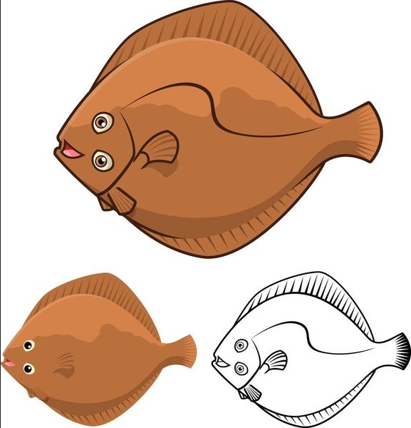 比目魚(yú)的雙眼天生就長(zhǎng)在同一側(cè)嗎
