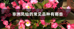 <strong>非洲鳳仙的常見(jiàn)品種有哪些</strong>