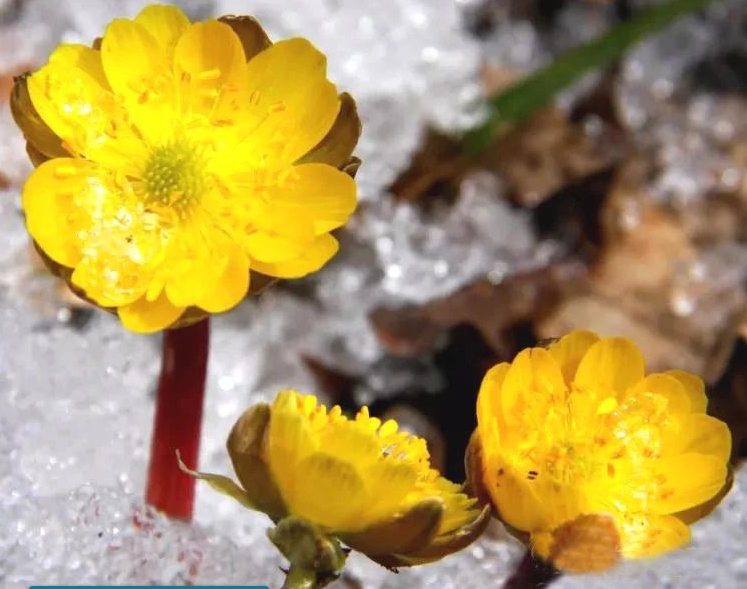 冰凌花怎么養!冰凌花的花語