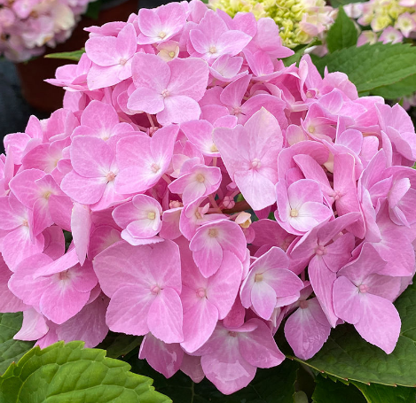 繡球花有多少中顏色?各顏色的花語是什么?