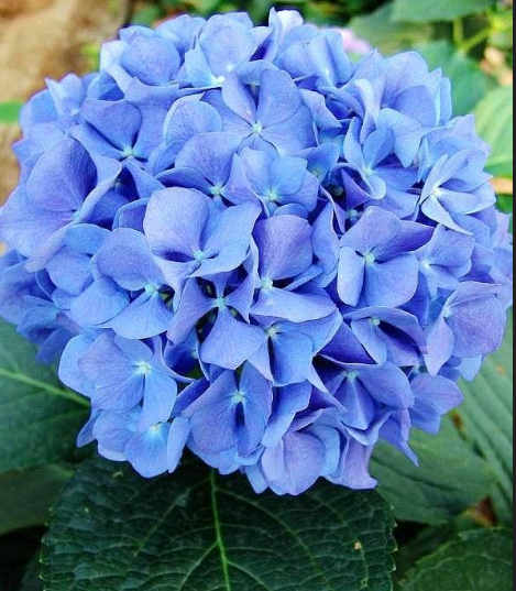 繡球花有多少中顏色?各顏色的花語是什么?