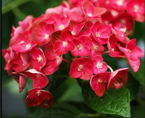 繡球花有多少中顏色?各顏色的花語是什么?