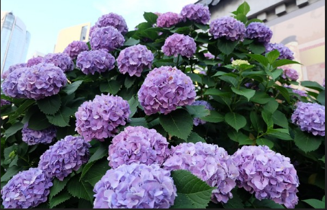 繡球花有多少中顏色?各顏色的花語是什么?