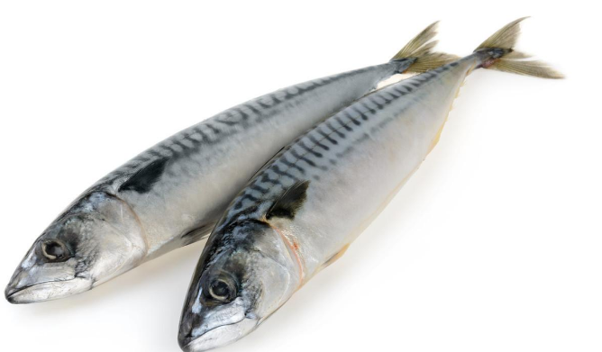 鲅魚(yú)是什么魚(yú),它有什么功效與作用