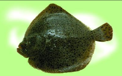 多寶魚是什么魚,它和比目魚的有什么區別?