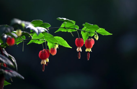 爆盆的風鈴花怎么養(yǎng)出來?學(xué)會這些技巧不是難事