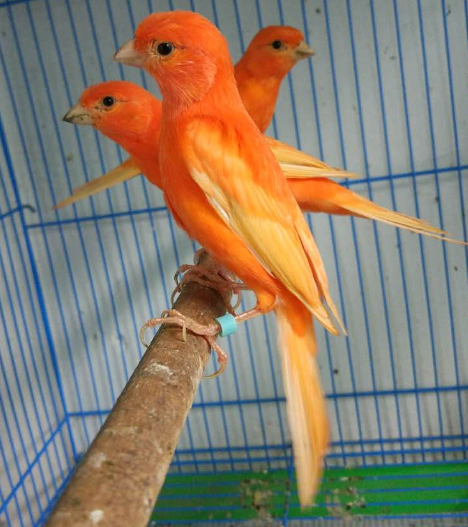 芙蓉鳥是什么鳥?用什么飼料喂養最好?