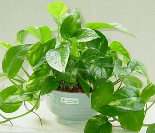 這四種去甲醛的植物,你家有養嗎?