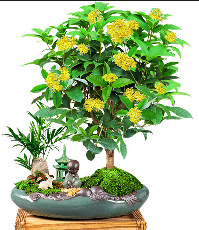 有四大吉祥樹之稱的樹是哪些?是怎么來的?