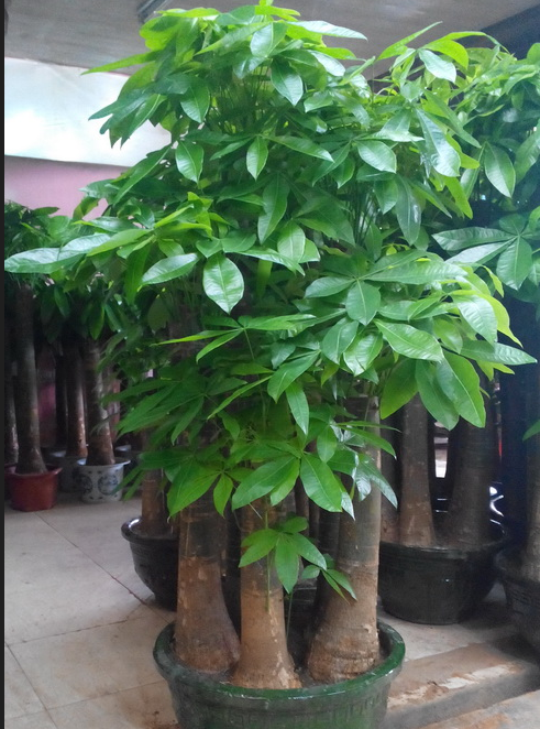 發財樹能水培養嗎,它的好處是什么?