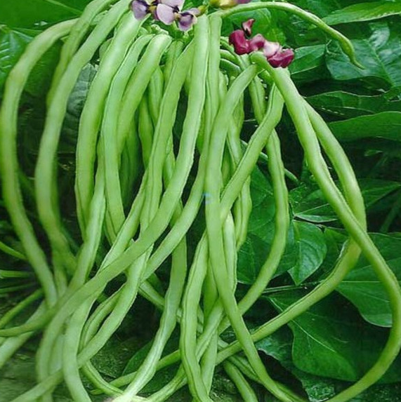 適合秋天種植的5種蔬菜,快來看看