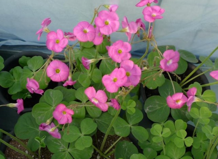 酢漿草是什么植物?它的花語和寓意是什么?