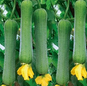 秋季下火的十種蔬菜有哪些?