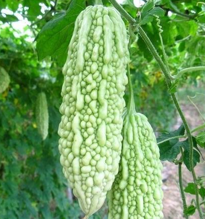 秋季下火的十種蔬菜有哪些?