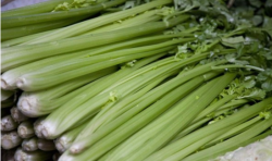 <strong>種植芹菜怎樣預(yù)防黑腐??？</strong>