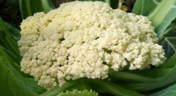 <strong>花菜種植如何增產(chǎn)？</strong>