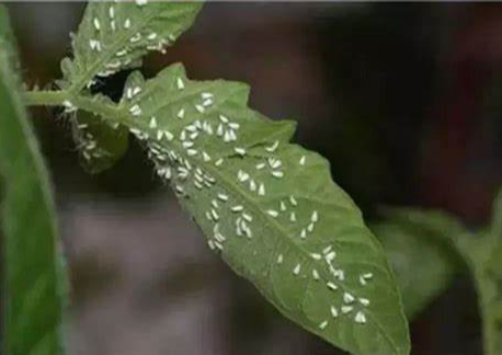 白粉虱是什么?用什么防治效果最好!