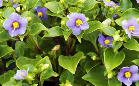 紫芳草如何室內養護?