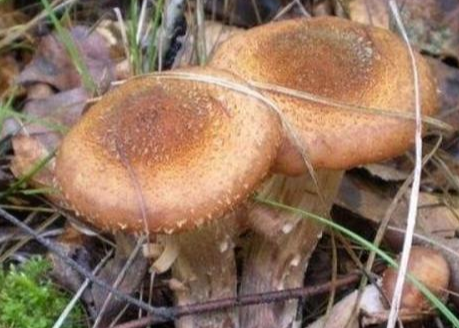 蘑菇生長需要陽光嗎?