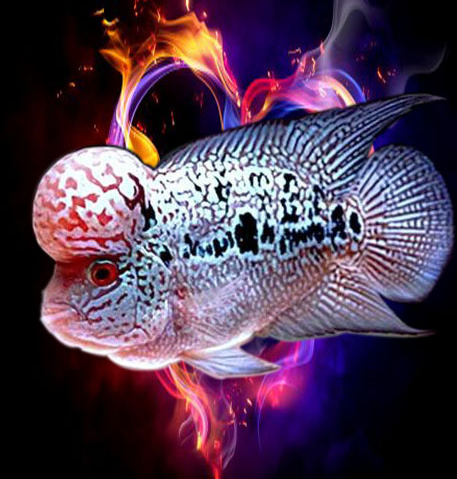 帝王金花羅漢魚難養嗎?飼養的時候應該注意什么?