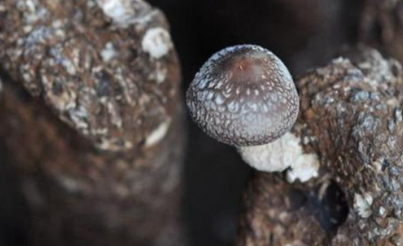 香菇出現畸形如何去防治?