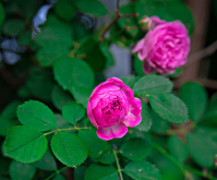 <b>薔薇花什么季節種植好?</b>