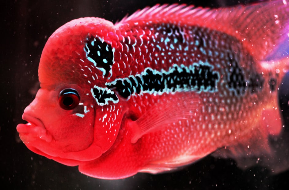 帝王金花羅漢魚難養嗎?飼養的時候應該注意什么?