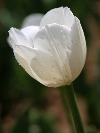郁金香適合送什么人?郁金香花語(yǔ)告訴您