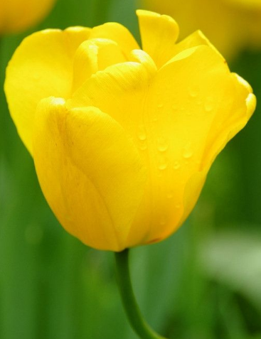 郁金香適合送什么人?郁金香花語(yǔ)告訴您