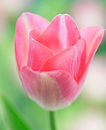 郁金香適合送什么人?郁金香花語(yǔ)告訴您
