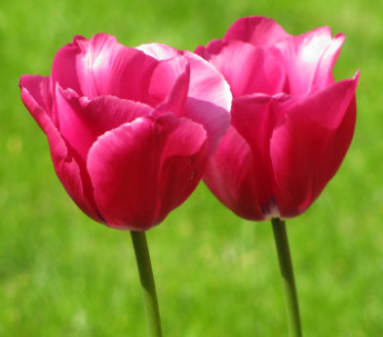 郁金香適合送什么人?郁金香花語(yǔ)告訴您